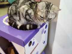 -70cat德文卷毛猫·缅因猫纯种猫舍