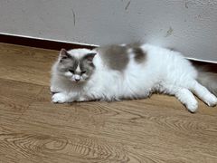 -1013 PET SHOP精品宠物商店(丁香店)