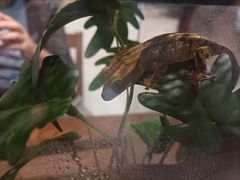 -酷以爬仙阁实体爬宠店·守宫·蜥蜴·专业繁育