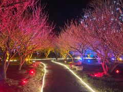 -香雪海