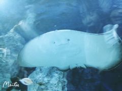 -芜湖新华联大白鲸海洋公园