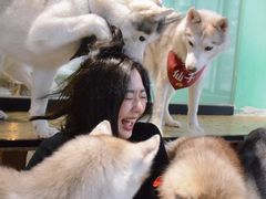-Husky Go! 哈士奇体验馆·宠物咖啡厅狗咖