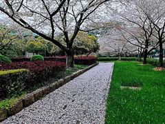 -武汉大学-樱园