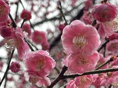 -杭州植物园