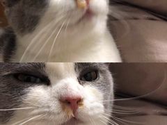 -瑞派宠物医院(搏威敦和院)