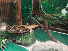 -上海大自然野生昆虫馆(东方明珠·爬宠昆虫探索中心)