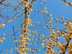 -三圣花乡旅游区