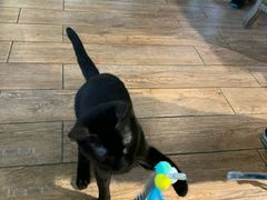 -more than meow吴止猫主题餐厅(承德 中船汇店)