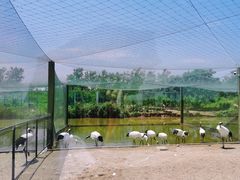 -盐城丹顶鹤湿地生态旅游区