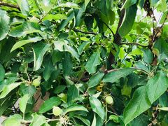 -意大利农场度假村