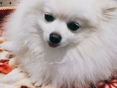 -顺强宠物诊所·狂犬免疫·夜诊·骨科(嘉定店)