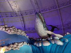 -烟台海昌鲸鲨海洋公园