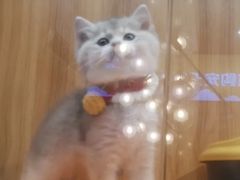 -欣宠猫屋·矮脚拿破仑·蓝金金渐层