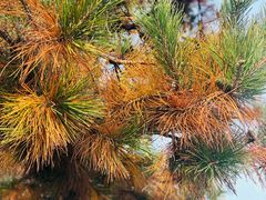 -汉长安城未央宫国家考古遗址公园