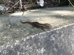 -木兰云雾山