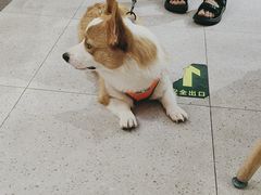 -FAELING PETS美天灵宠物(富力广场店)