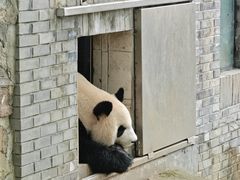 -都江堰中华大熊猫苑