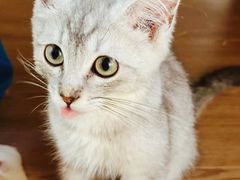 -楼上猫咖(罗湖店)