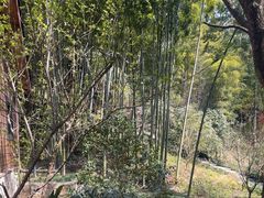 -东明山森林公园