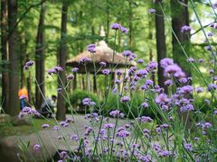 -上海共青森林公园