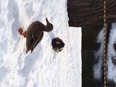 iphone_upload_pic-北海道厅旧本厅舍(旧本庁舎)