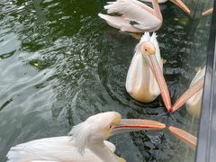 -灵玲国际马戏城