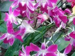 蝴蝶兰-沈阳植物园