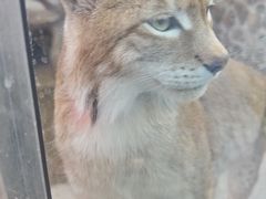 -青藏高原野生动物园