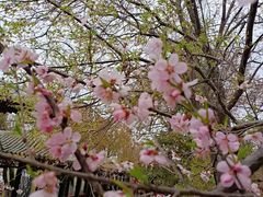 -桃花堤公园