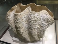 -青岛贝壳博物馆