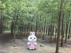 -日照海滨国家森林公园