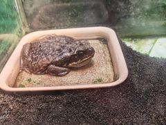 -上海大自然野生昆虫馆