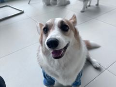 -怪兽屋·羊驼·猫咖·狗咖(俊华广场店)