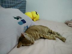 -瑞派名望24h动物医院异宠专科·猫专科·骨科·重症监护分院