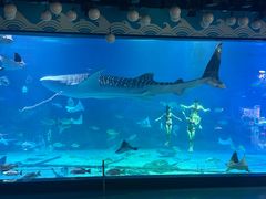 -烟台海昌鲸鲨海洋公园