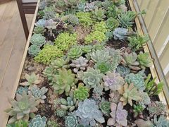 -云溪植物园