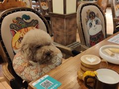 -more than meow吴止猫主题餐厅(承德 中船汇店)