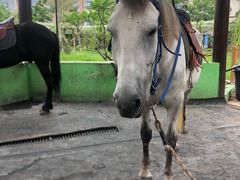 -灵玲国际马戏城