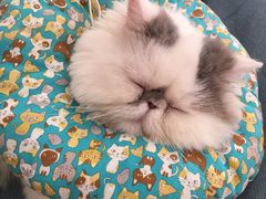 -关爱宠物医院·猫科中心·消化科(滨湖万达分院)