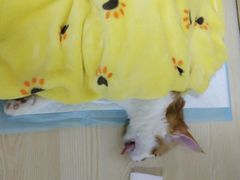 -乐派堂宠物医院·猫友好· 心脏科(东街店)