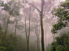 -缙云山景区