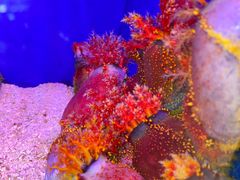 -上海海洋水族馆