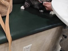 -安格丽娜·狗咖·猫咖羊驼咖(春熙路百盛商场店)