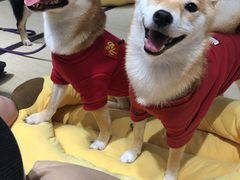 -逗柴咖啡屋·狗咖猫咖宠物桌游