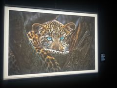 -罗红摄影艺术馆