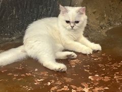 -猫猫幼稚园·撸猫·桌游·电玩