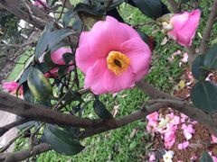 -松山湖梦幻百花洲