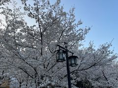 -苏州上方山国家森林公园