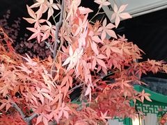 -荷塘秋月·本帮江浙菜(国权路店)