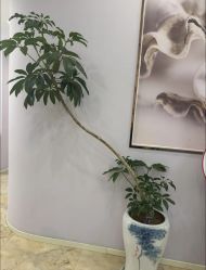 -紫琪尔胸部养护中心